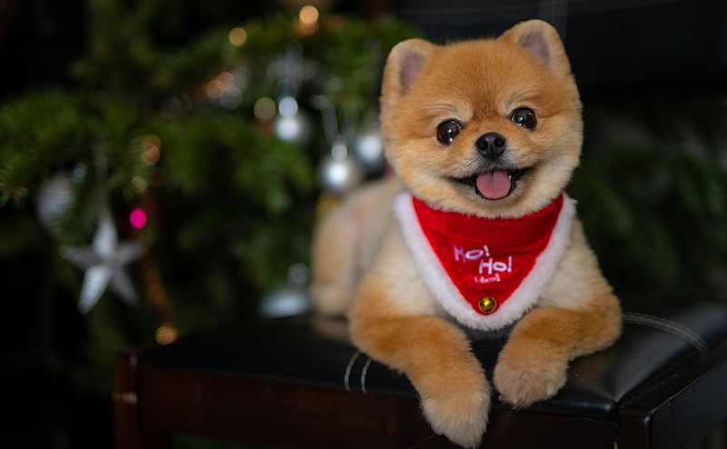 テディベアカットのポメラニアン