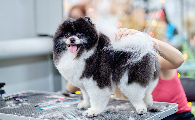 トリミングされているポメラニアン