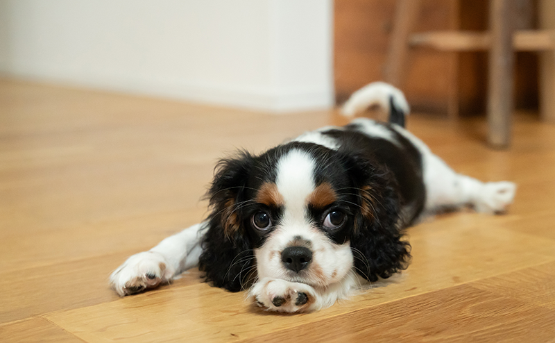 フローリングのうえでくつろぐキャバリア
