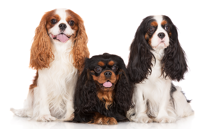 ブレンハイム、ブラックタン、トライカラーのキャバリア