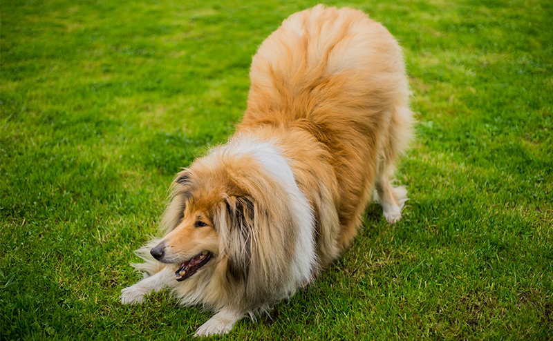 プレイバウをするシェットランドシープドッグ