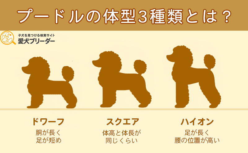 トイプードルの3種類の体型比較