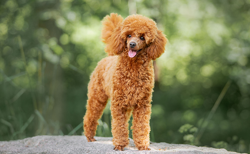 ミディアムプードル