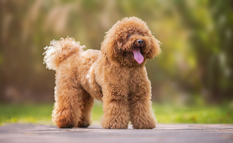 ミニチュアプードル