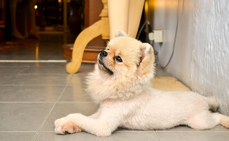 ライオンカットのポメラニアン