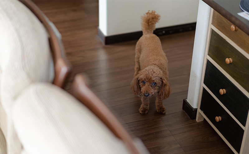 反省をしている様子のトイプードル