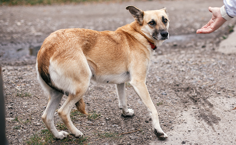 尻尾を丸める犬
