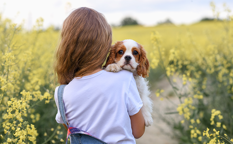 抱きかかえられるキャバリア