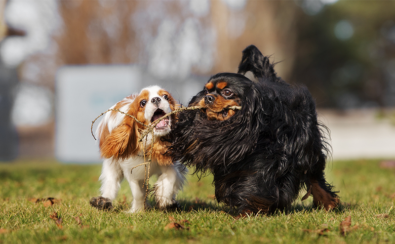 木の枝をくわえて遊ぶ2匹のキャバリア