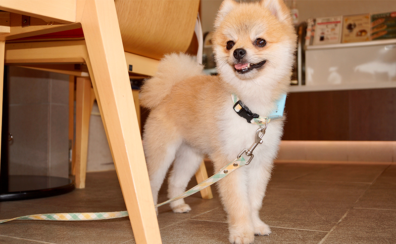 柴犬（豆柴）カットのポメラニアン