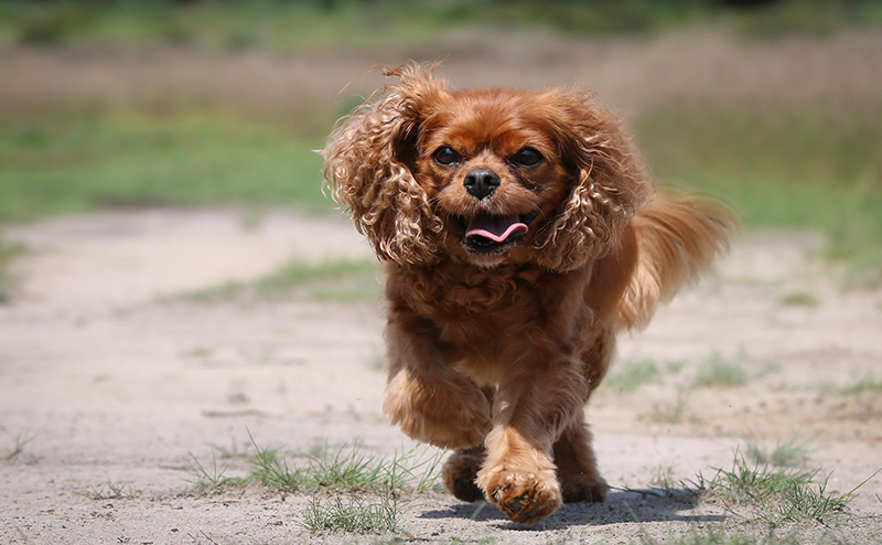 楽しそうに走るキャバリア