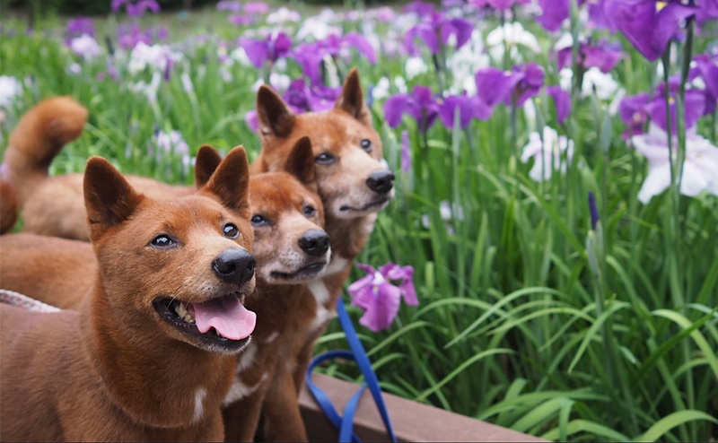 美濃柴犬ってどんな犬？性格や特徴、気になる値段まで詳しくご紹介！