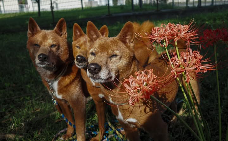 彼岸花と3頭の美濃柴犬