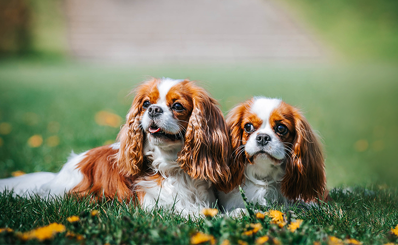 キャバリアの性格は?特徴・飼いやすさ・注意点も徹底解説!