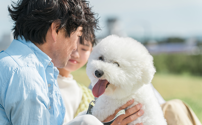 見つめあうビションフリーゼと男性