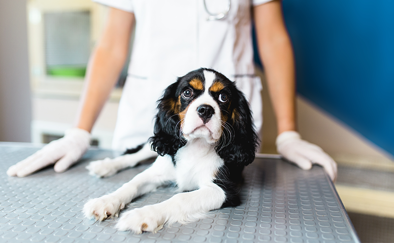 診察台の上に座るキャバリア