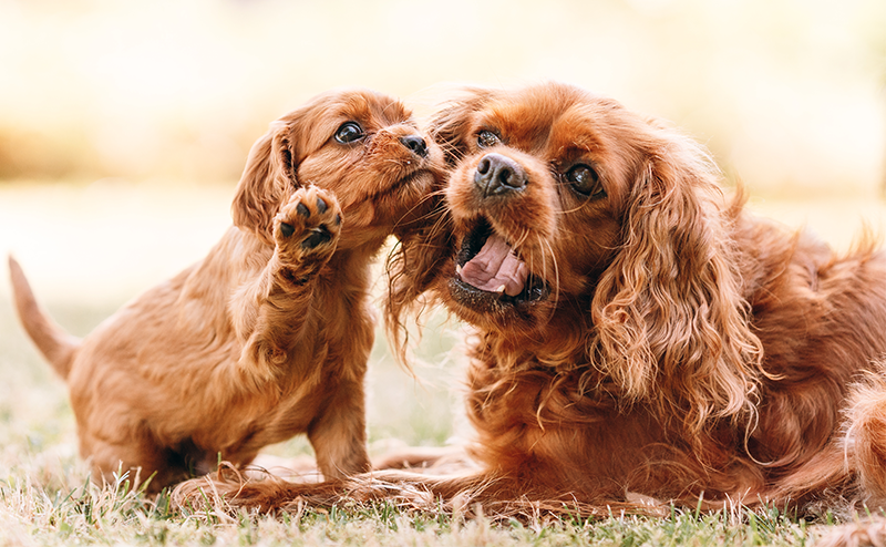 遊んでいるキャバリアの親子