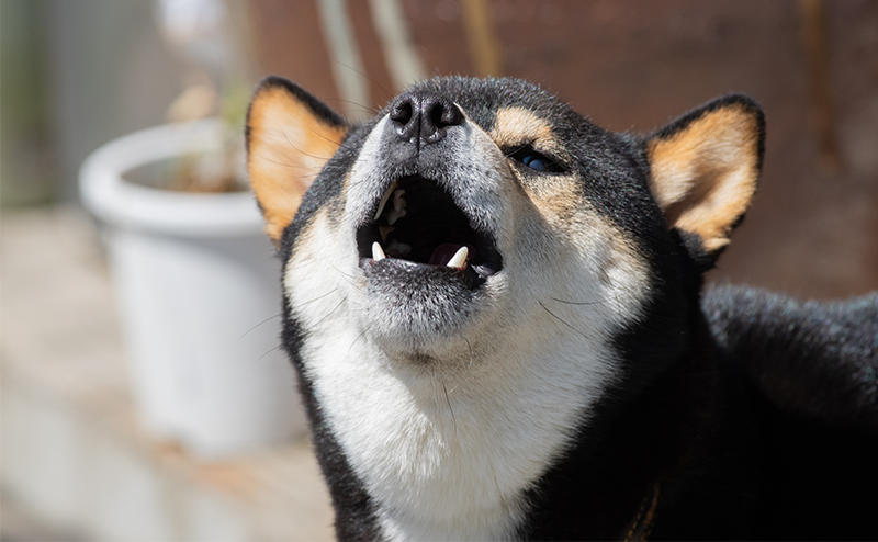 鳴いている柴犬