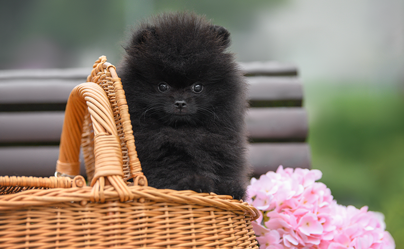 ポメラニアンの子犬