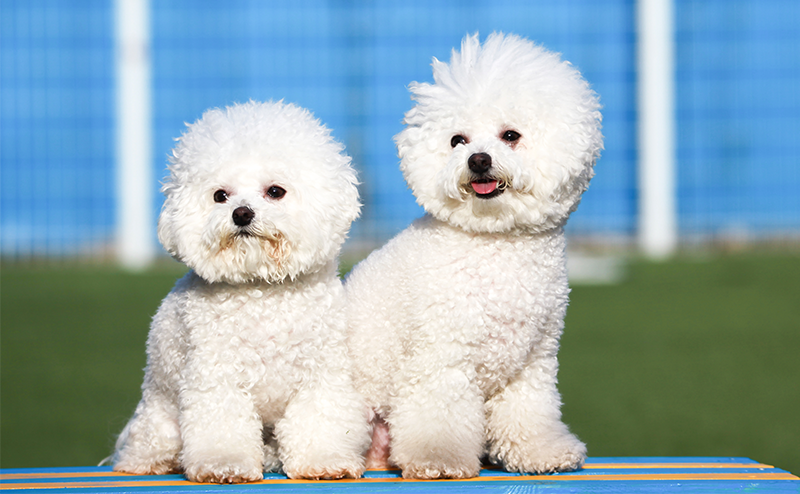 2頭のビションフリーゼ