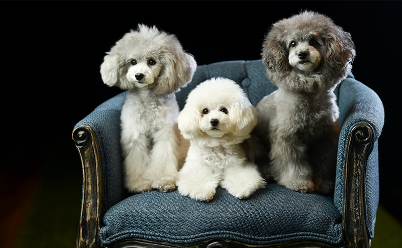 3頭のトイプードル