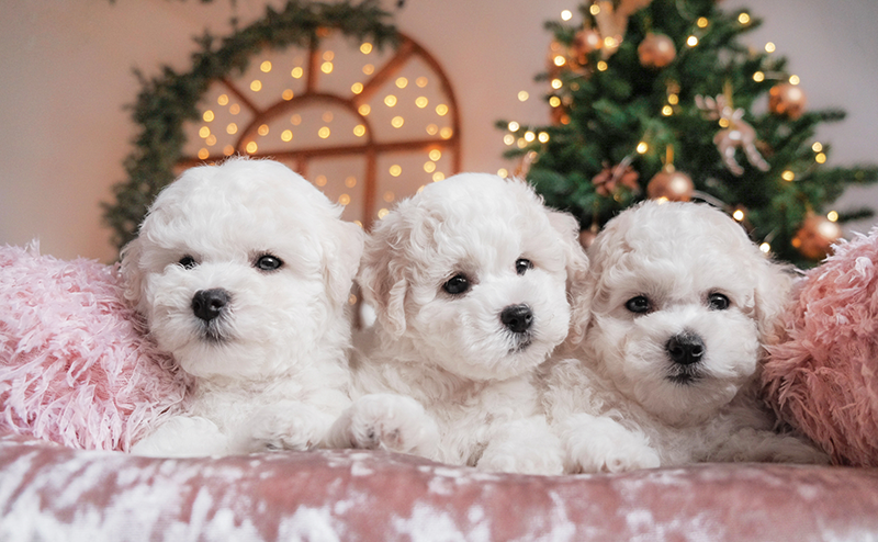 3頭のビションフリーゼの子犬