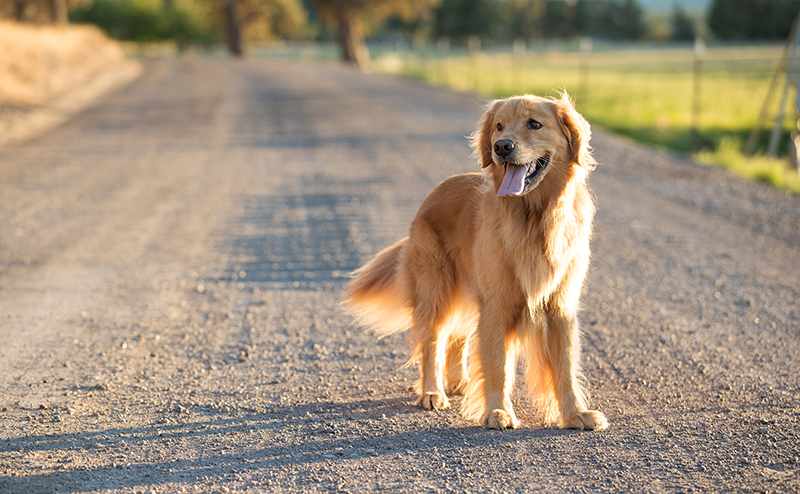 広い道を散歩するゴールデンレトリーバー