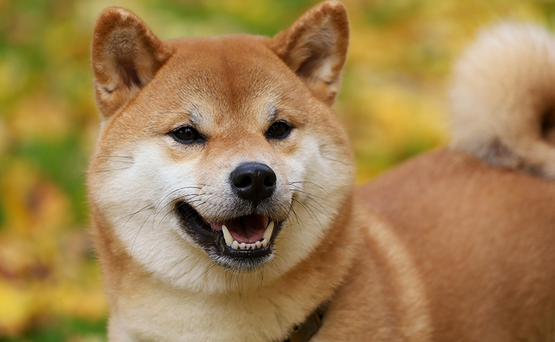 散歩をする柴犬