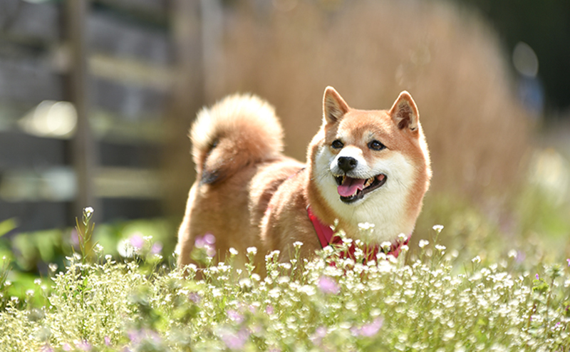 花畑を散歩する柴犬