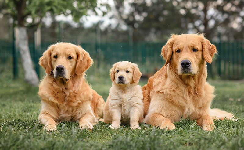 ゴールデンレトリーバーの成犬と子犬