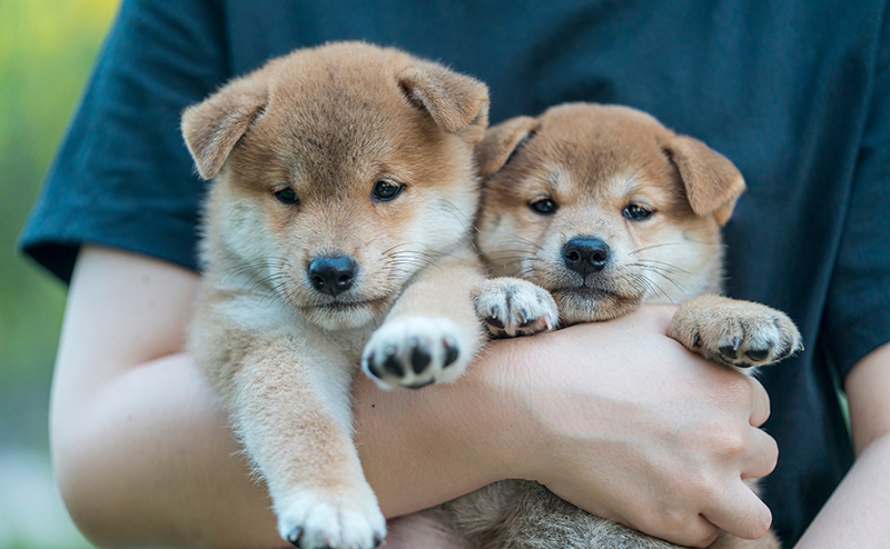 飼い主に抱っこされる柴犬の子犬