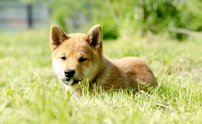 野原で遊ぶ柴犬の子犬