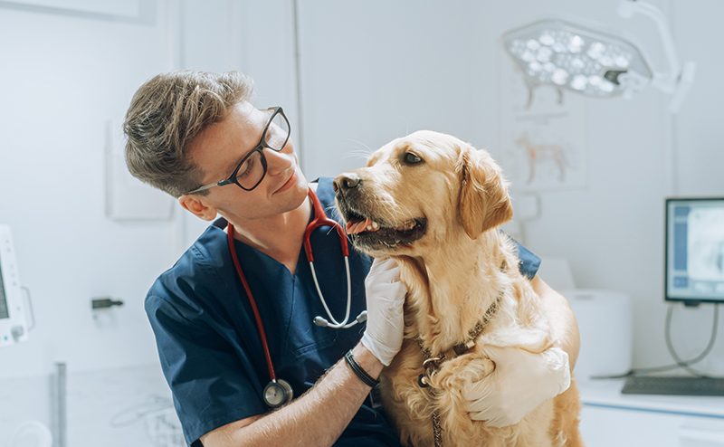 ゴールデンレトリーバーはなぜ短命？寿命・かかりやすい病気・長生きのポイントは？