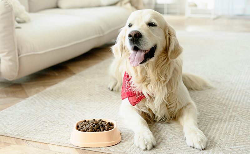 ドッグフードとうれしそうなゴールデンレトリーバー