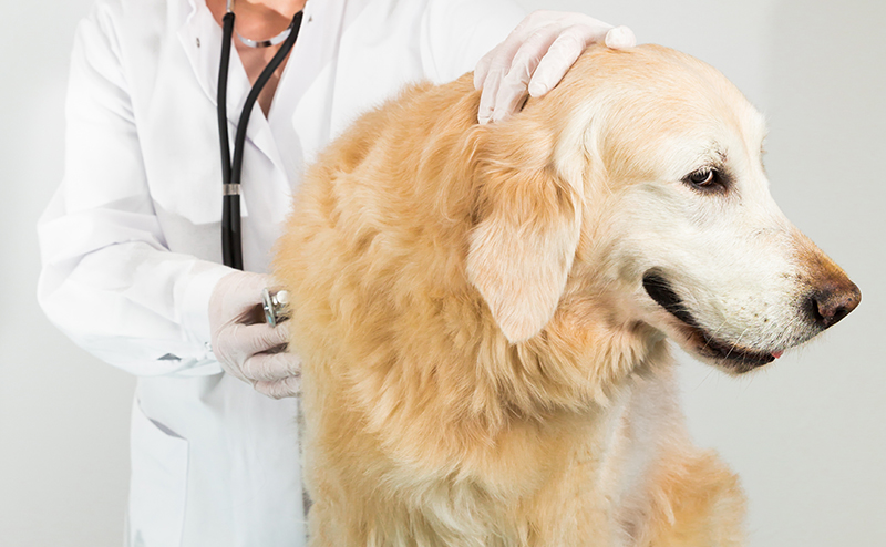 獣医師に聴診器を当てられるゴールデンレトリーバー