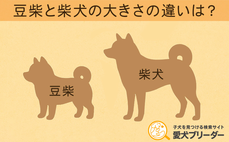 豆柴と柴犬の大きさの違い・比較表