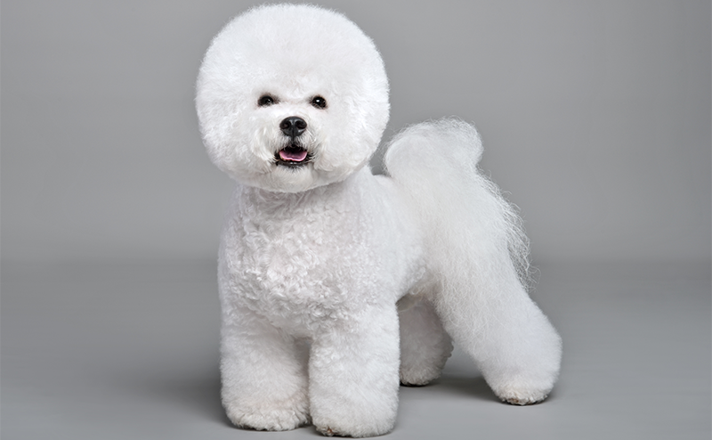 パウダーパフカットのビションフリーゼ