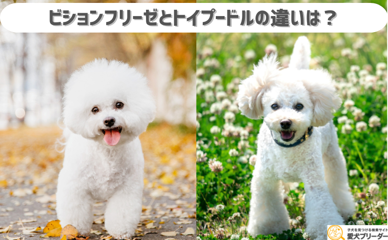 ビションフリーゼとトイプードルの違いとは？性格・大きさ・カットについてもご紹介！