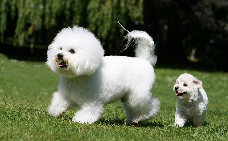 ビションフリーゼの親子