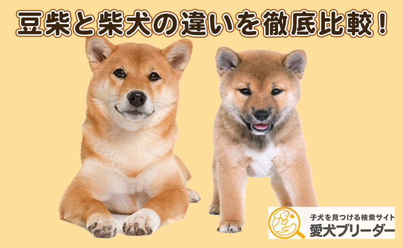 豆柴と柴犬の違いを比較