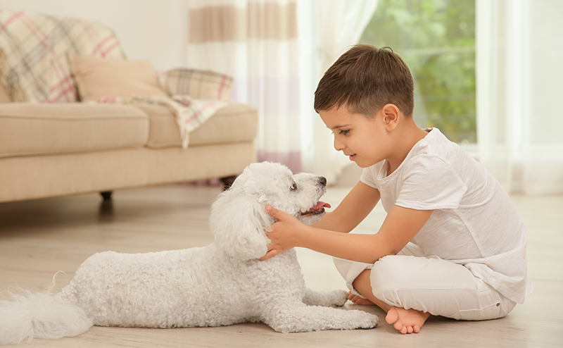 子どもと遊ぶビションフリーゼ