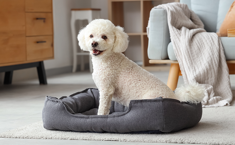 家の中でくつろぐトイプードル