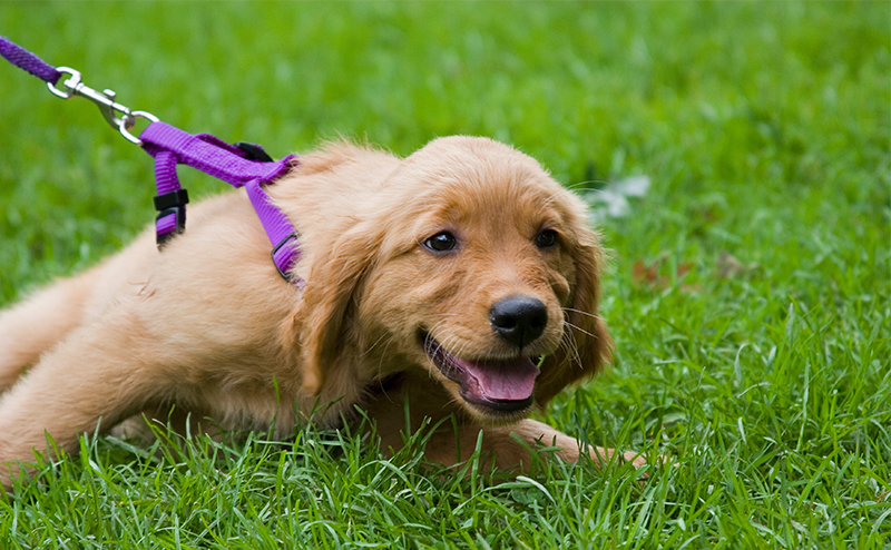 引っ張り癖のあるゴールデンレトリーバーの子犬