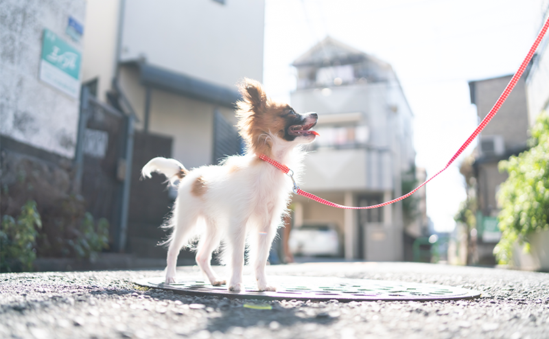 散歩中に飼い主を見上げるパピヨンの子犬