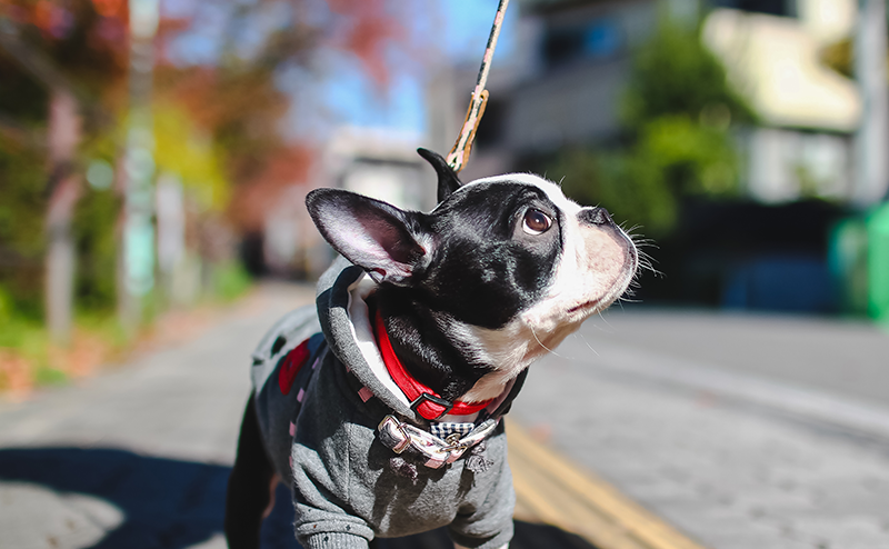 散歩中に飼い主を見上げるフレンチブルドッグ