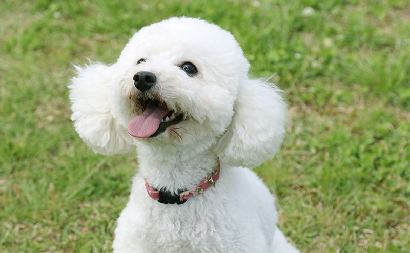 テディベアカットのトイプードル