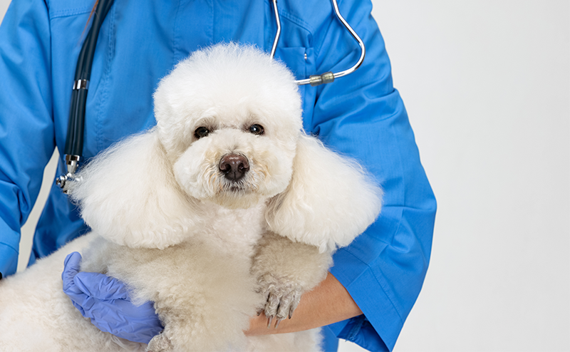 診察中のトイプードル