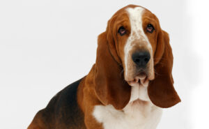 バセットハウンド