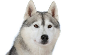 シベリアンハスキー