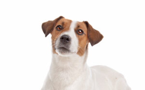 ジャックラッセルテリア